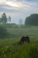 Horse grazing in the meadow on a misty day