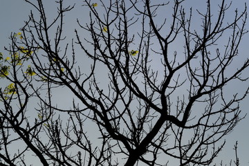 Fototapeta na wymiar Tree branch Backlit against the sky