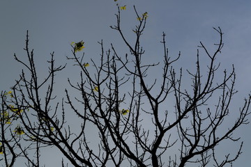 Tree branch Backlit against the sky