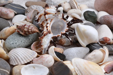 scattered seashells on the table