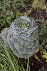 Obraz premium Ornamental kale (Brassica oleracea var. acephala)