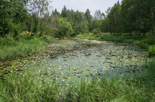 Mountain Lake With White Water Lilies In A Mountain Lake.