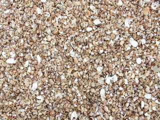 Crepidula shells background