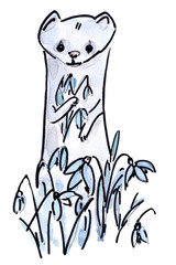 White ermine with snowdrops. Drawn in watercolor by hand. On white background.