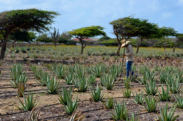 Campesino trabajando en una plantación de Aloe Vera en Aruba, Antillas Holandesas, con árboles divi divi característicos de la isla