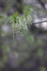 Blossom of maple maple in early spring on a cloudy day. Ácer negúndo flowers.