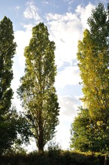 Poplar trees on a cloudy sky