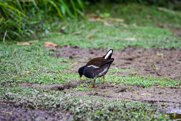  Gallinule poule d'eau Gallinula chloropus Poule d'eau, Gruiformes Rallidae