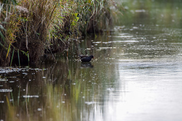  Gallinule poule d'eau Gallinula chloropus Poule d'eau, Gruiformes Rallidae