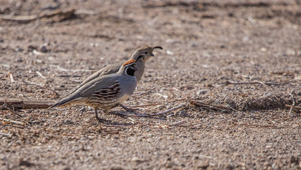 Gambel's quail in desert 