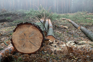 Cut the tree and wooden trunks from the forest.