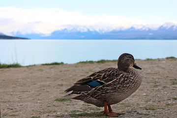 A black duck and view of Pukaki lake and Mount Cook