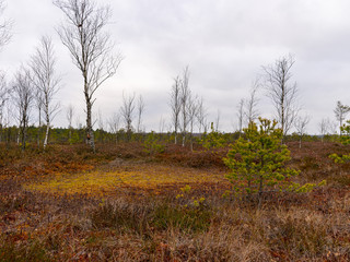 a lonely landscape with bogs