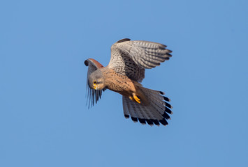 Kestrel Hovering