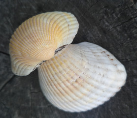 shell on black background