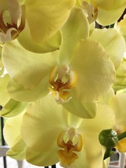 l'orchidée aux milles couleurs