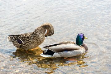 bird preening its feathers in shallow water. Duck and Drake in a pond in the sun. Wildlife