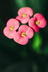 pink hibiscus flower
