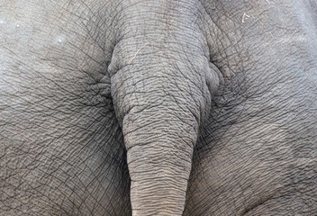 Fototapeta premium Close-up of an Asian elephant