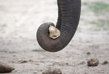 Close-up of an Asian elephant