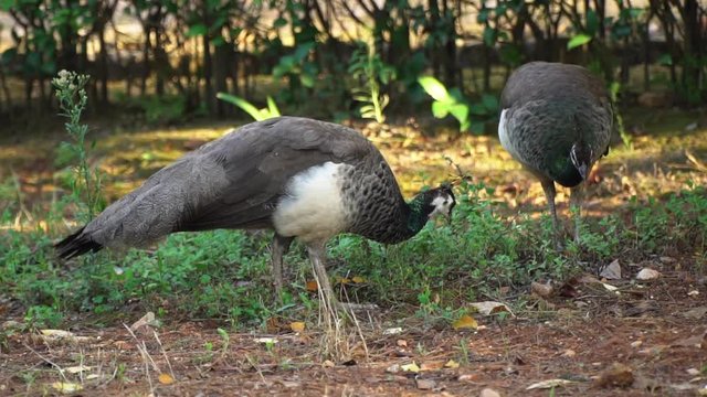 Female peacocks are feeding in garden