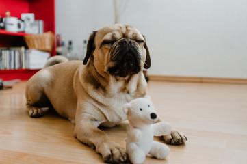 Little puggle dog playing on the floor with a white teddy bear toy
