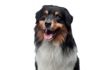 dog on a white background. Happy pet in the studio. Tricolor Australian Shepherd.