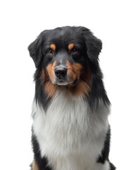 dog on a white background. Happy pet in the studio. Tricolor Australian Shepherd.