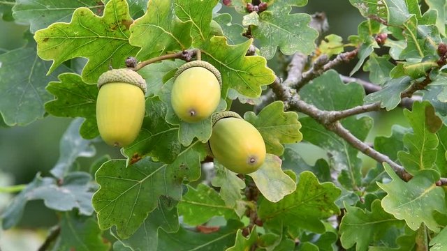 English oak / pedunculate oak / French oak tree (Quercus robur) close up of acorns and leaves