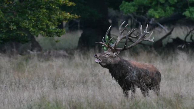 Red deer (Cervus elaphus) stag covered in mud and with branch in huge antlers bellowing in forest during the rut in autumn