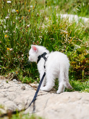 Curious little cat on a leash walking outside