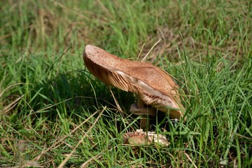 mushroom in grass