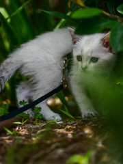 Scared little cat outside on a leash