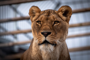 The lion (Panthera leo) is a species in the family Felidae
