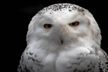 The snowy owl (Bubo scandiacus) is a large, white owl of the true owl family