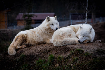 Naklejka na ściany i meble The Arctic wolf (Canis lupus arctos), also known as the white wolf or polar wolf