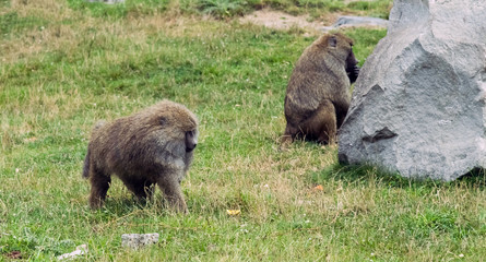 Wild Animal Olive baboon Monkey or Anubis Baboon Monkey in Hamilton Safari, Ontario, Canada