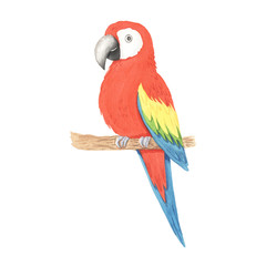 Watercolor tropical parrot clipart
