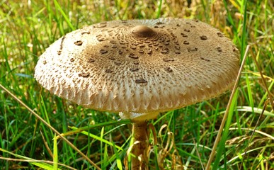 parasol mushroom in the forest