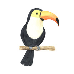 Watercolor colorful tropical toucan