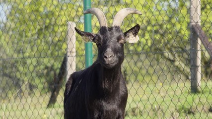 A close up view of a black billy goat in nature in a garden.