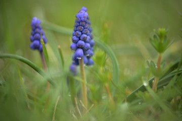 Traubenhyazinthe im Gras