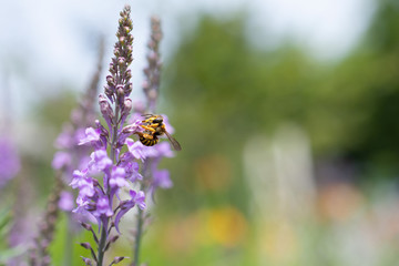 Yellowjacket collecting nectar from purple flower