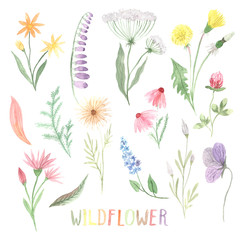 Watercolor hand painted wildflowers, field plants
