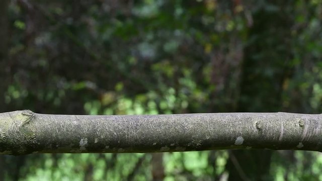 North American raccoon (Procyon lotor), native to North America, walking over thick branch in forest