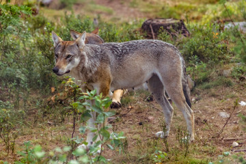 Wolf female attentively in a Swedish forest