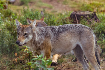 Naklejka na ściany i meble Wolf female attentively in a Swedish forest