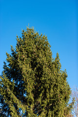 Close-up of a fir tree, spruce, on a clear blue sky, Italian Alps, Italy, south Europe