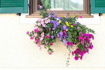 Window decorated with petunias and other flowers, South Tyrol, Italy