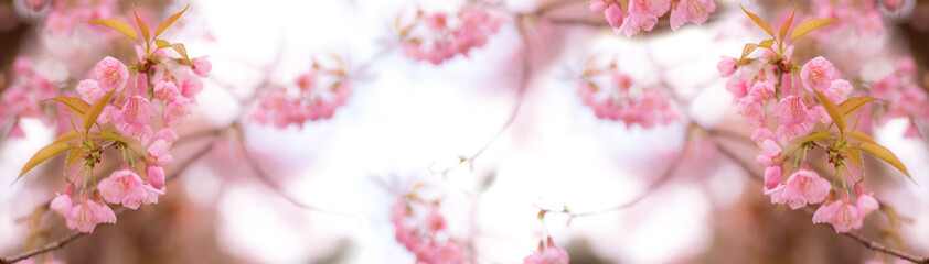 flower in bloom from soft pink cherry blossom with soft focus background